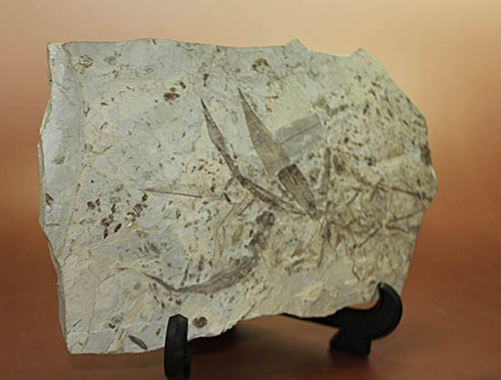およそ３０００万年前の多数の葉の化石が含まれた大きなマルチプレート標本（その14）