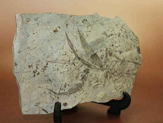 およそ3000万年前の多数の葉の化石が含まれた大きなマルチプレート標本(その14)