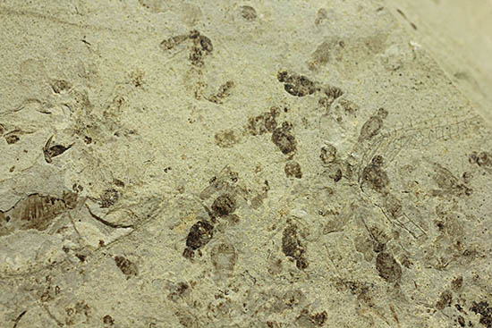およそ３０００万年前の多数の葉の化石が含まれた大きなマルチプレート標本（その15）