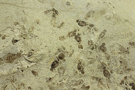 およそ3000万年前の多数の葉の化石が含まれた大きなマルチプレート標本(その15)