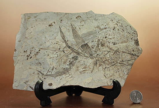 およそ３０００万年前の多数の葉の化石が含まれた大きなマルチプレート標本（その17）