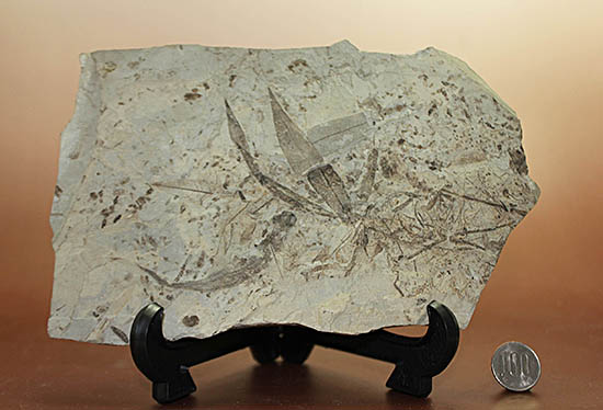およそ3000万年前の多数の葉の化石が含まれた大きなマルチプレート標本(その17)