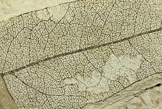 およそ３０００万年前の多数の葉の化石が含まれた大きなマルチプレート標本（その2）