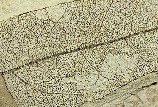 およそ3000万年前の多数の葉の化石が含まれた大きなマルチプレート標本(その2)