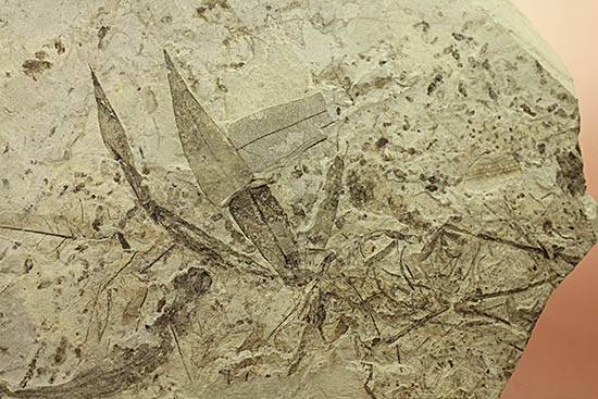 およそ3000万年前の多数の葉の化石が含まれた大きなマルチプレート標本(その3)