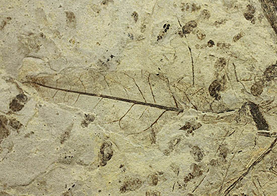 およそ３０００万年前の多数の葉の化石が含まれた大きなマルチプレート標本（その4）