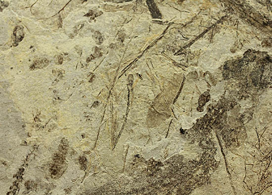 およそ3000万年前の多数の葉の化石が含まれた大きなマルチプレート標本(その5)
