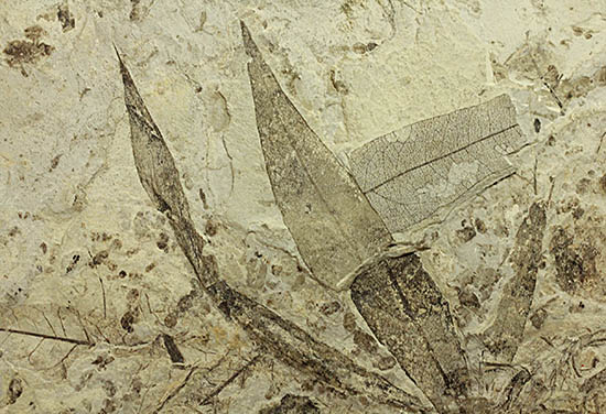 およそ３０００万年前の多数の葉の化石が含まれた大きなマルチプレート標本（その6）