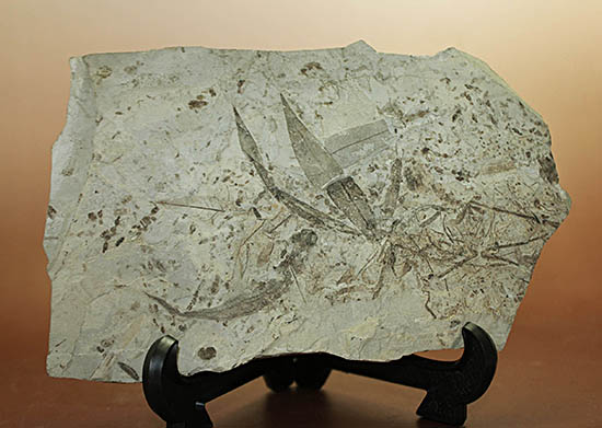 およそ３０００万年前の多数の葉の化石が含まれた大きなマルチプレート標本（その7）
