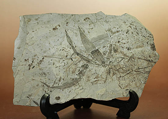 およそ3000万年前の多数の葉の化石が含まれた大きなマルチプレート標本(その7)