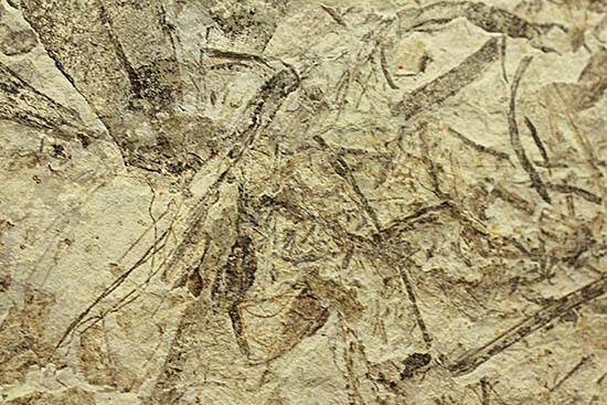 およそ３０００万年前の多数の葉の化石が含まれた大きなマルチプレート標本（その8）