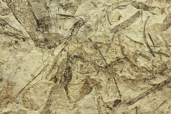 およそ3000万年前の多数の葉の化石が含まれた大きなマルチプレート標本(その8)