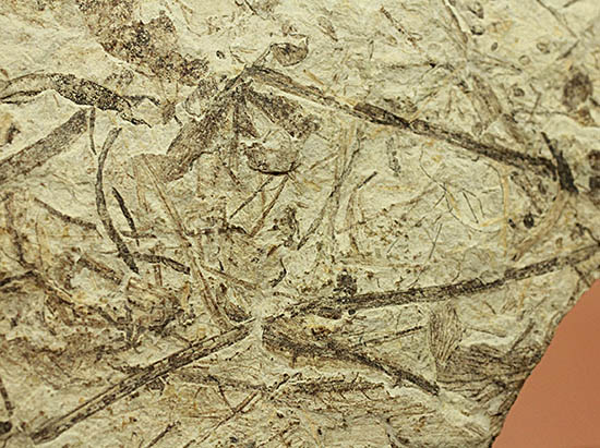 およそ3000万年前の多数の葉の化石が含まれた大きなマルチプレート標本(その9)