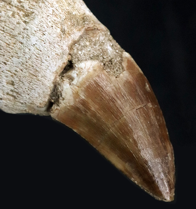 歯根付き!白亜紀後期の海中の最強生物、モササウルス(Mosasaurus)の歯化石(その2)