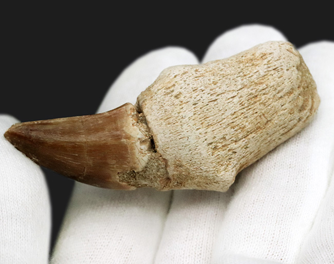 歯根付き！白亜紀後期の海中の最強生物、モササウルス（Mosasaurus）の歯化石（その4）