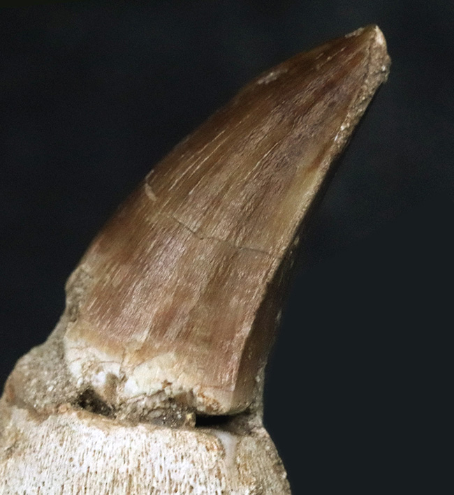 歯根付き！白亜紀後期の海中の最強生物、モササウルス（Mosasaurus）の歯化石（その5）