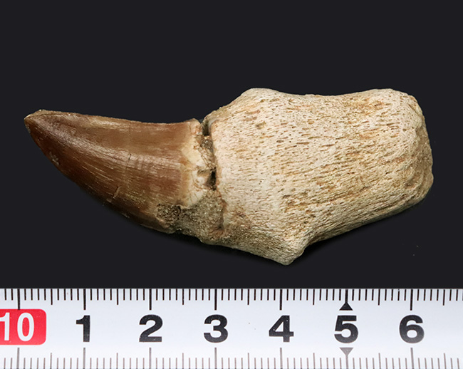 歯根付き！白亜紀後期の海中の最強生物、モササウルス（Mosasaurus）の歯化石（その7）