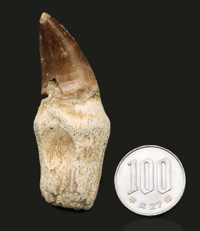 歯根付き！白亜紀後期の海中の最強生物、モササウルス（Mosasaurus）の歯化石（その8）