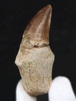 歯根付き！白亜紀後期の海中の最強生物、モササウルス（Mosasaurus）の歯化石