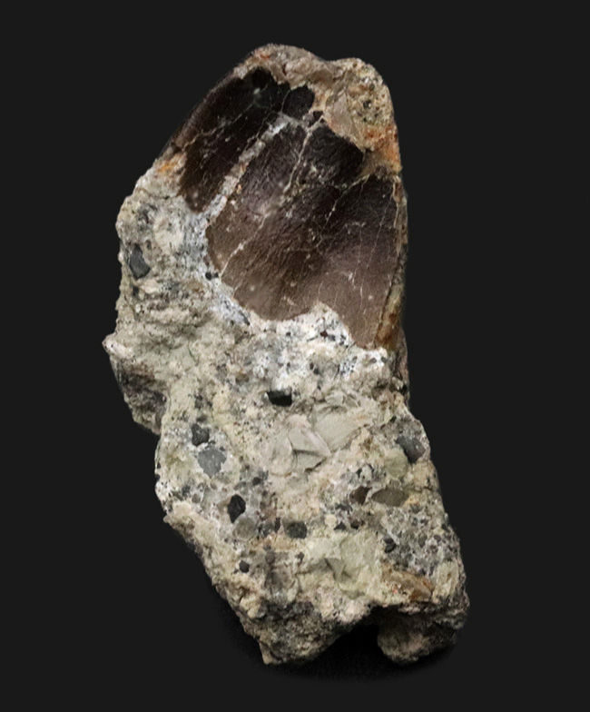 ３０年振りに登場！今や入手困難！ボーンキャビン採掘場で採集された、あのカマラサウルスカマラサウルス・グランディス（Camarasaurus grandis）の歯化石。歯根が保存された、とりわけ珍しい品（その1）