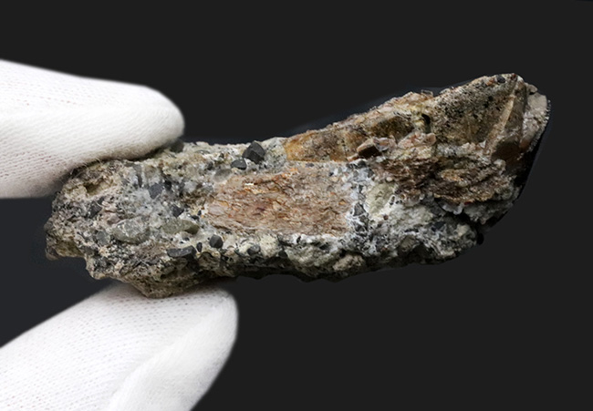 30年振りに登場！今や入手困難！ボーンキャビン採掘場で採集された