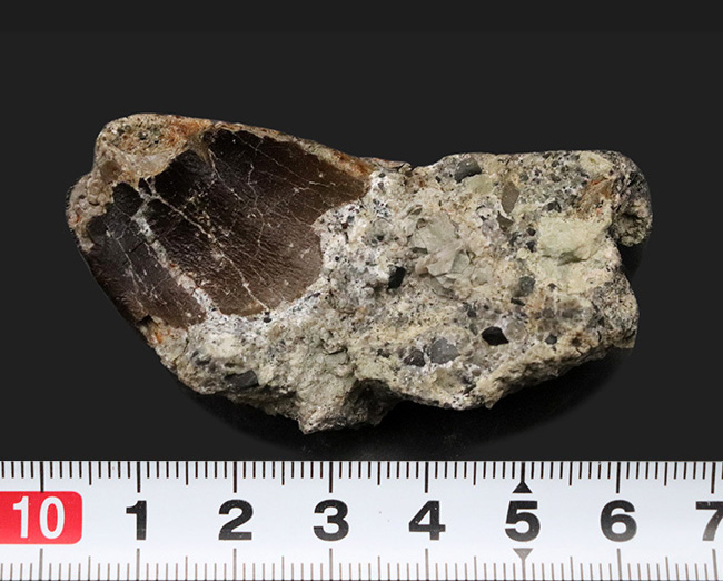 30年振りに登場！今や入手困難！ボーンキャビン採掘場で採集された