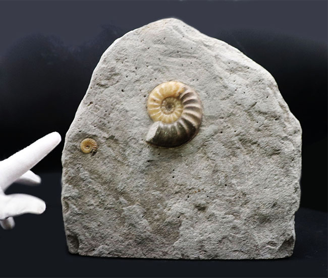 今や希少なコレクティブアイテム！イングランド産のアンモナイト、アステロセラス（Asterocers）＆プロミクロセラス（Promicroceras）の母岩付き化石（その1）