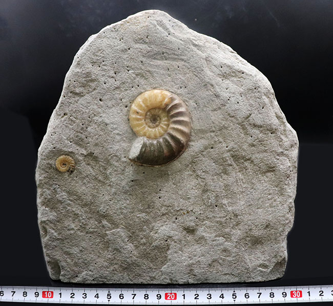 アンモナイト　約32cm アンモナイト約32cm