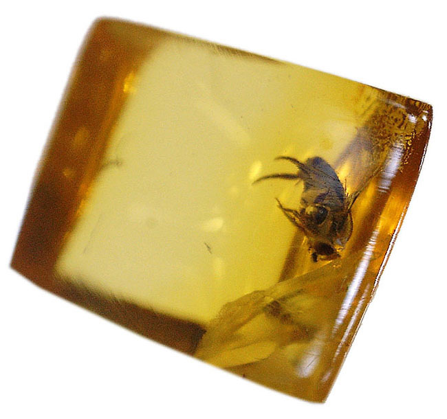 虫入り琥珀コレクター必見!レアなノミバエ科の虫を内包している、バルティックアンバー(Amber)(その2)