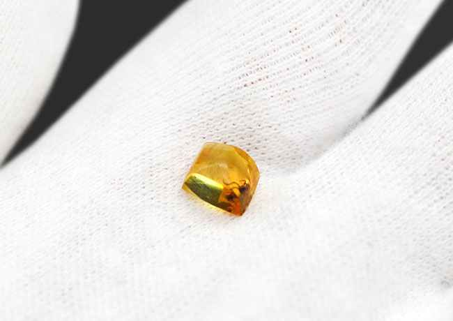 虫入り琥珀コレクター必見!レアなノミバエ科の虫を内包している、バルティックアンバー(Amber)(その3)