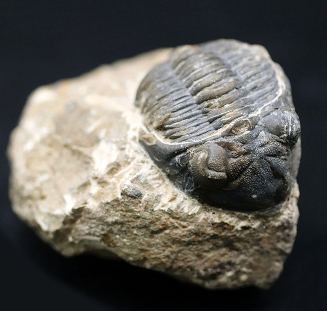 モロッコ産のデボン紀の三葉虫、メタカンティナ（Metacanthina）の化石（その1）