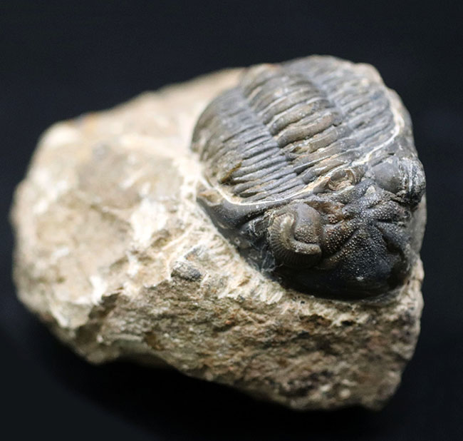 モロッコ産のデボン紀の三葉虫、メタカンティナ(Metacanthina)の化石(その1)