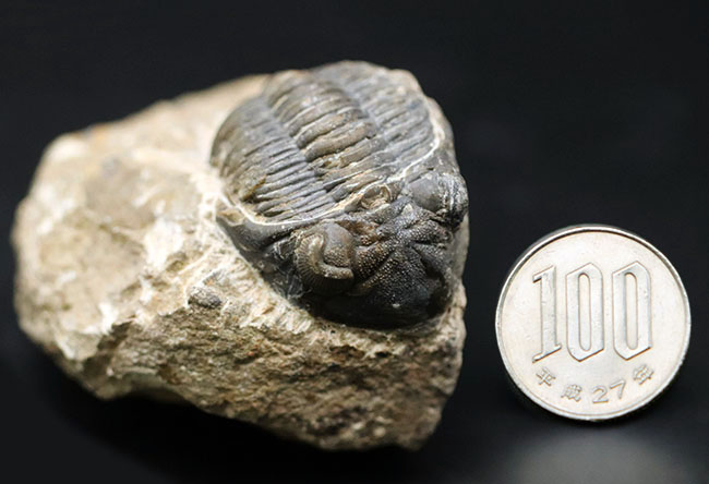 モロッコ産のデボン紀の三葉虫、メタカンティナ（Metacanthina）の化石（その10）