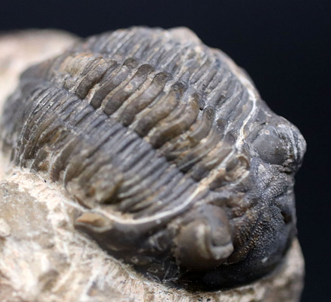 モロッコ産のデボン紀の三葉虫、メタカンティナ(Metacanthina)の化石(その2)