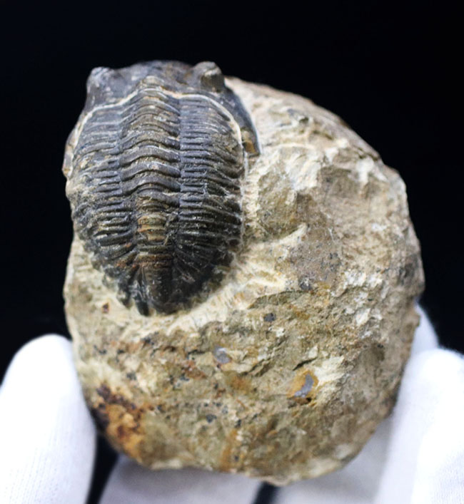 モロッコ産のデボン紀の三葉虫、メタカンティナ（Metacanthina）の化石（その3）
