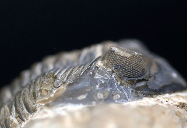 モロッコ産のデボン紀の三葉虫、メタカンティナ（Metacanthina）の化石（その4）