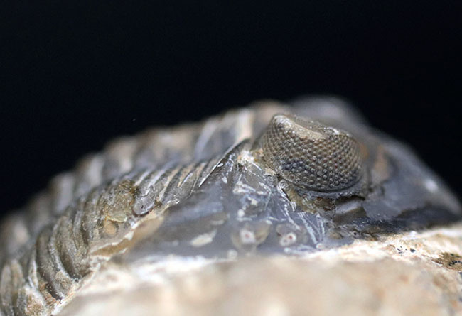 モロッコ産のデボン紀の三葉虫、メタカンティナ(Metacanthina)の化石(その4)