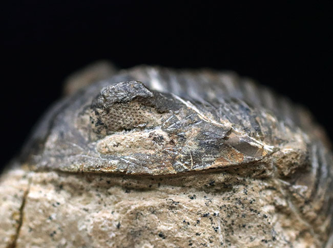 モロッコ産のデボン紀の三葉虫、メタカンティナ（Metacanthina）の化石