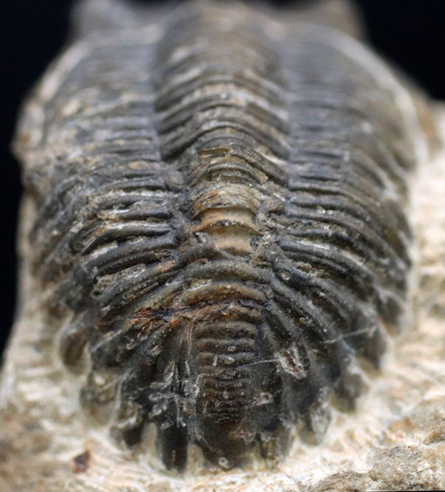モロッコ産のデボン紀の三葉虫、メタカンティナ(Metacanthina)の化石(その7)
