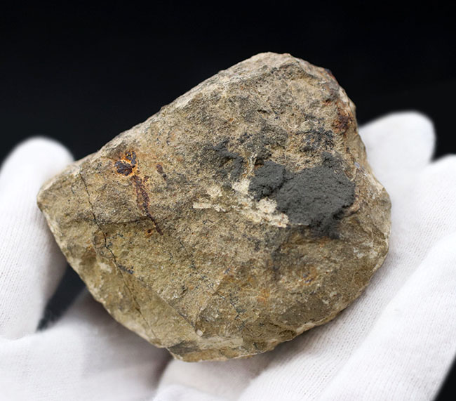 メタカンティナ　canthina　三葉虫　化石　モロッコ 産 thumbnail2.webp