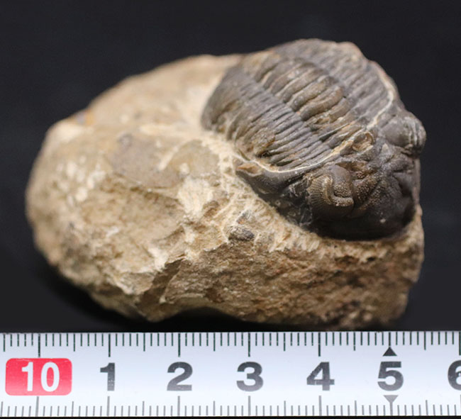 モロッコ産のデボン紀の三葉虫、メタカンティナ(Metacanthina)の化石(その9)