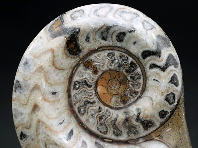 シンプルな縫合線が作り出す幾何学的な模様が人気！古生代デボン紀の頭足類、ゴニアタイト（Goniatite）の化石（その3）