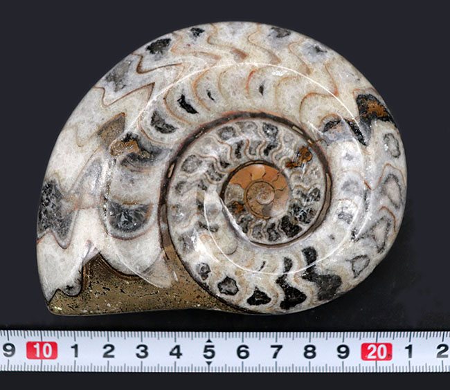 アンモナイト 化石 ゴニアタイト 絶品 約6.7kg 縫合線 WWFT029 楽天市場】【送料無料】アンモナイト 化石 ゴニアタイト絶品 約