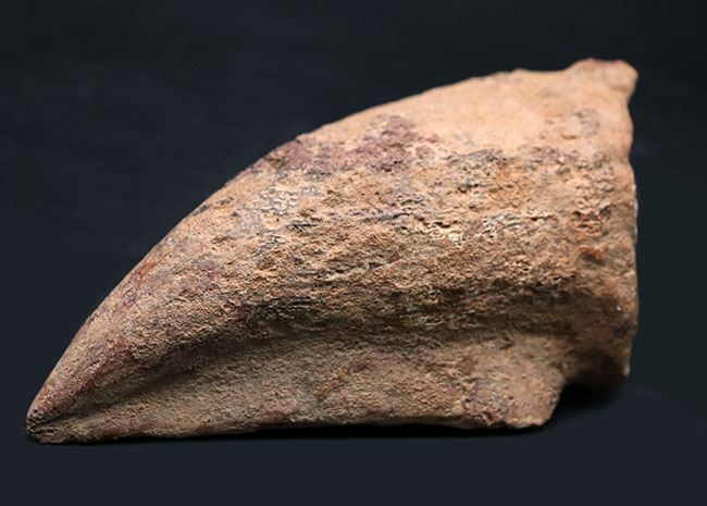歴代標本最高のボリューム!極太のスピノサウルス(Spinosaurus)のフットクロウの化石(その1)