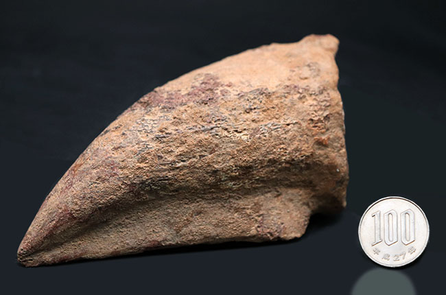 歴代標本最高のボリューム!極太のスピノサウルス(Spinosaurus)のフットクロウの化石(その13)