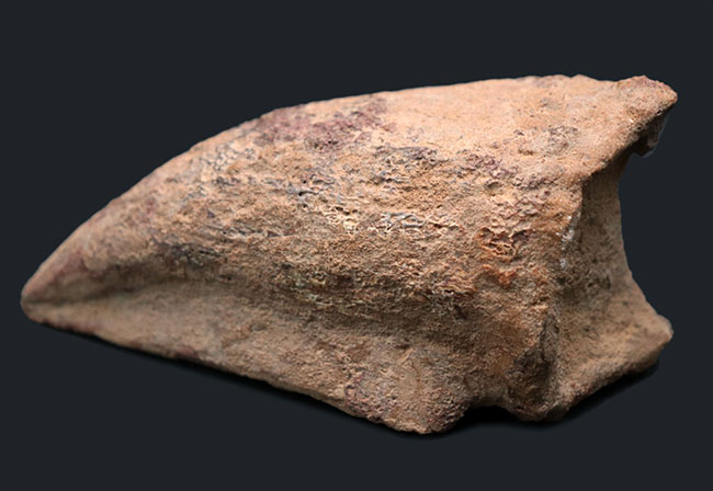 歴代標本最高のボリューム!極太のスピノサウルス(Spinosaurus)のフットクロウの化石(その2)