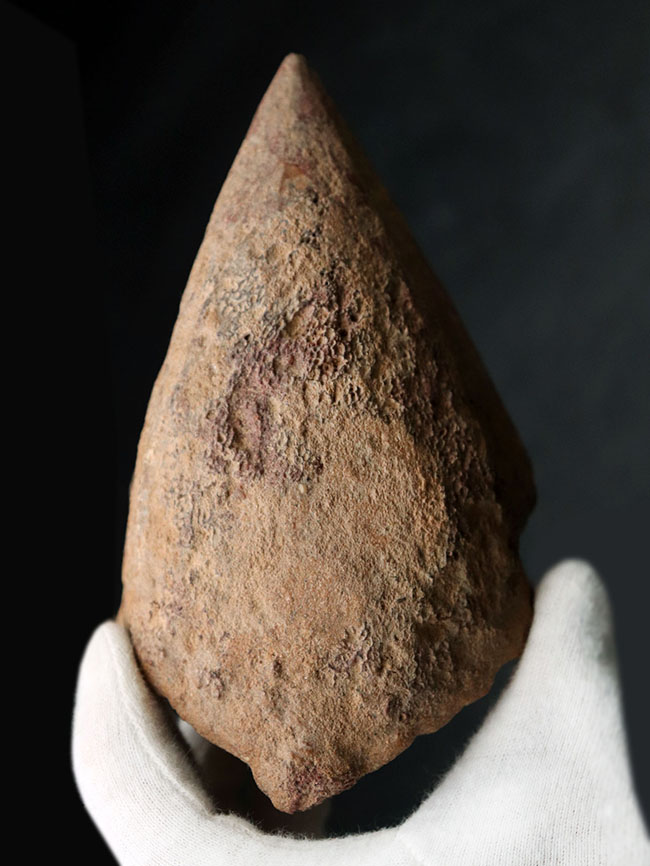 スピノサウルス　フットフロウ　化石 美形！史上最大級の恐竜の一つ、スピノサウルス（Spinosaurus）の