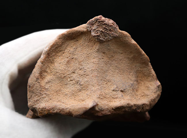 スピノサウルス　フットフロウ　化石 美形！史上最大級の恐竜の一つ、スピノサウルス（Spinosaurus）の