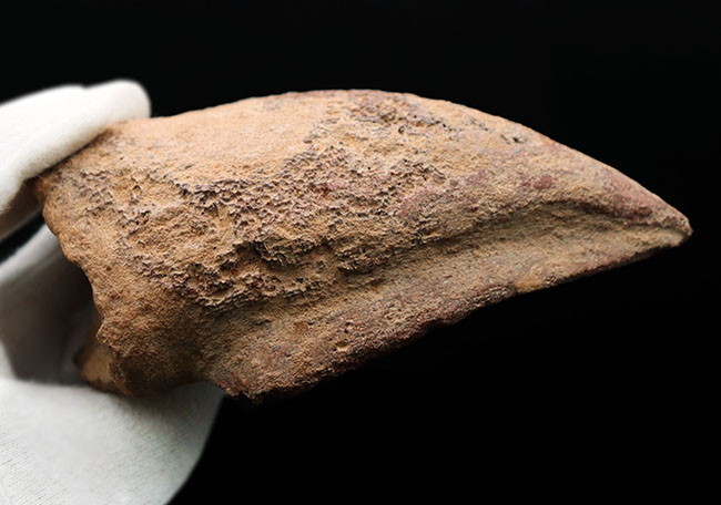 歴代標本最高のボリューム!極太のスピノサウルス(Spinosaurus)のフットクロウの化石(その7)