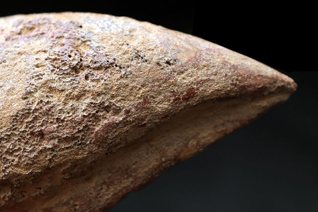 歴代標本最高のボリューム!極太のスピノサウルス(Spinosaurus)のフットクロウの化石(その8)